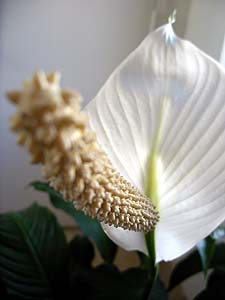 macro_peace_lilly_s.jpg