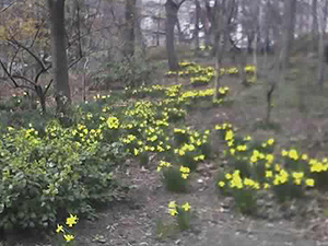 daffodils.jpg