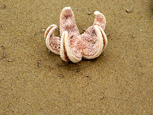 curled-starfish_s.jpg