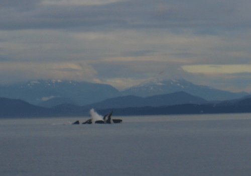 A half-dozen humpback whales in a herring feeding frenzy.