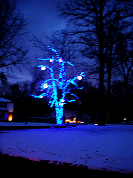 Driving through neighbourhoods we saw some lovely decorations, including this distinct, blue Christmas tree.