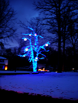 blue_tree Driving through neighbourhoods we saw some lovely decorations, including this distinct, blue Christmas tree.