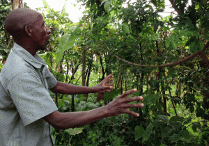 These medicinal forest plants have been grown to demarcate different family areas. The idea of "my space versus your space" is completely foreign to these people, who simply lived in harmony with nature and without ownership.