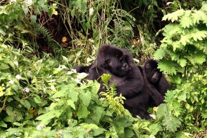 Mother gorilla with twins who cuddled with them just like we do with Calvin.
